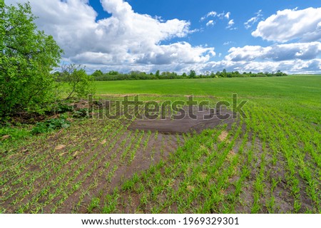 Spring photography, cereal seedlings in a green joyful field, grain used for food, for example, wheat, oats or corn. blue sky in white fluffy clouds