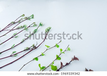 Row of twigs with tender leaves placed diagonally on white surface. Froral texture and background concept.