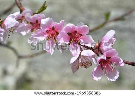 Peach. Spring Blooming Rose Tree 