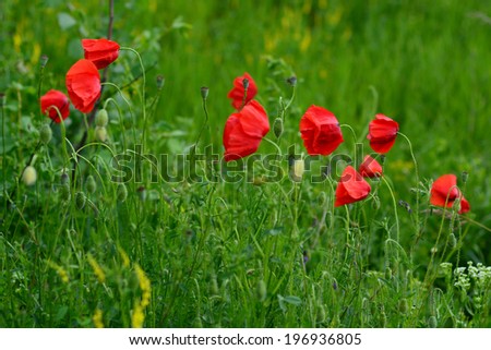 Vibrant red poppies in natural habitat