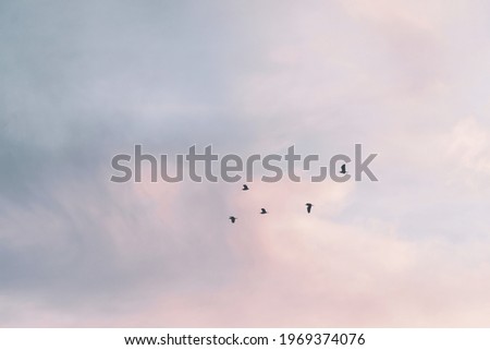 Copy space blank summer blue sky and white cloud with birds fly metaphor freedom free and fun background.
