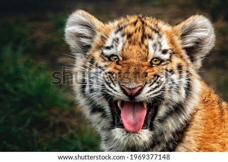 Portrait of a beautiful little tiger cub (Panthera tigris altaica) grinning at the camera