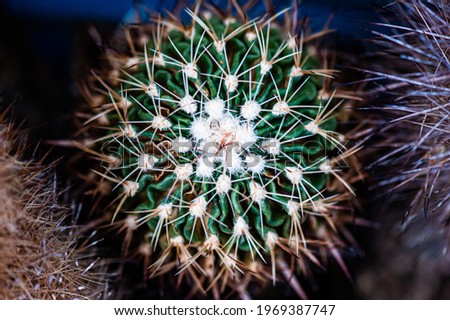 Close-up photo of a cactus with needles background