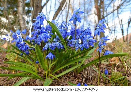 Siberian squill bluebell-like flowers, Scilla siberica Royalty-Free Stock Photo #1969394995