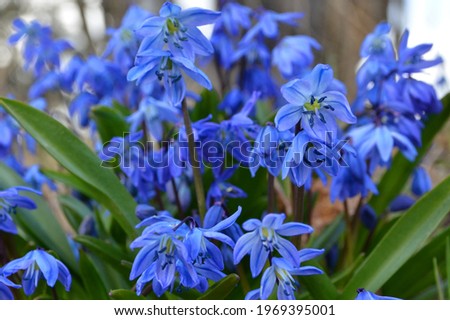 Siberian squill bluebell-like flowers, Scilla siberica Royalty-Free Stock Photo #1969395001