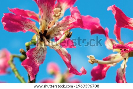 red flowers on a tree against a blue sky, close-up