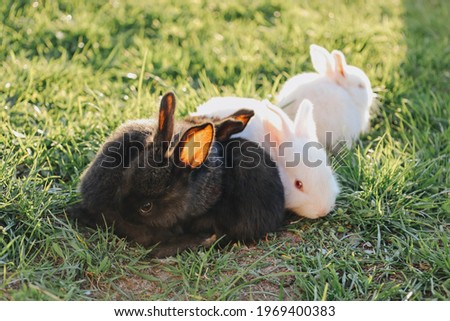 Cute little rabbits on the green grass.