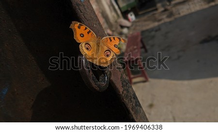 Butterfly's photography closeup shots beautiful shot