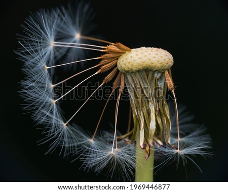 Close up image with a white dandelion fluff on a dark background.