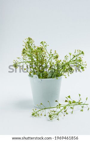 A bouquet of wild herbs in a decorative bucket on a light background.