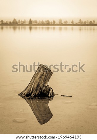 dead tree trunk at a lake - photo