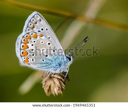 A small butterfly of polyommatus icarus with a blue dove sits on a dry spikelet of grass Royalty-Free Stock Photo #1969465351