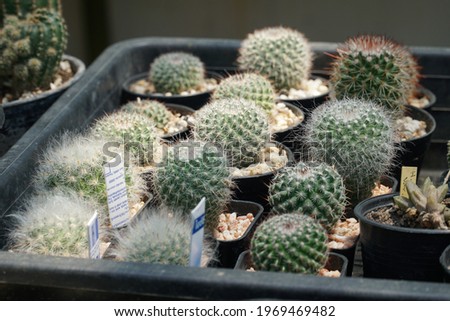 cactus in a cooled indoor garden