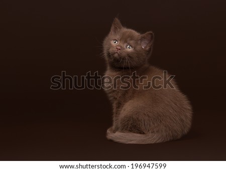 young chocolate british cat on dark brown background