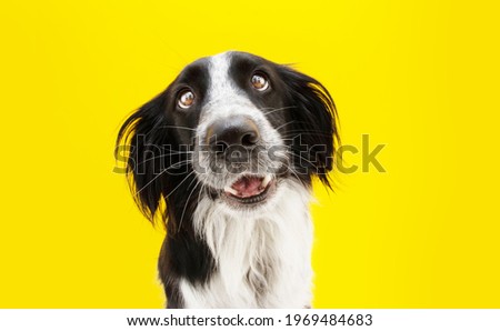 Funny loved border collie dog lookig with heartwarming eyes. Isolated on yellow colored background Royalty-Free Stock Photo #1969484683
