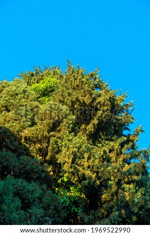 Green trees in the blue nebula sky