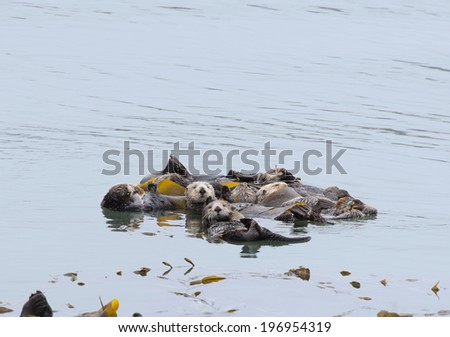 Bevy of floating Otters