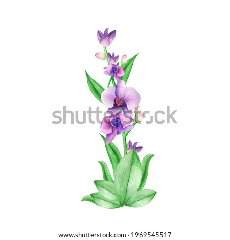 Watercolor clipart Violet orchid. Hand draw orchids. Watercolor sketch. Beautiful floral. Tropical blossom