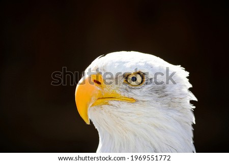 Portrait of a bald eagle with black background. Contrast-rich picture. Close-up of eagle. Large bird of prey. Haliaeetus leucocephalus