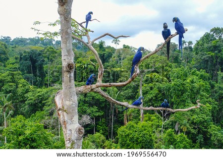 Aerial photo taken with a drone of a group of hyacinth macaw (Anodorhynchus hyacinthinus) in the canopy of a tree in an area of Brazilian Amazon forest.