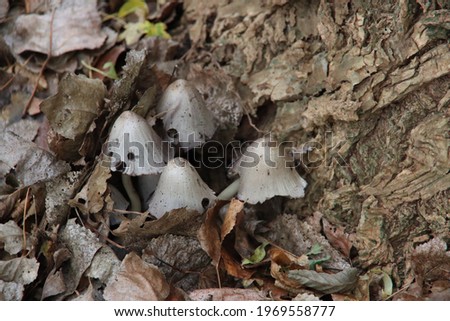 Coprinus comatus, the shaggy ink cap, lawyer's wig, or shaggy mane in botanic garden