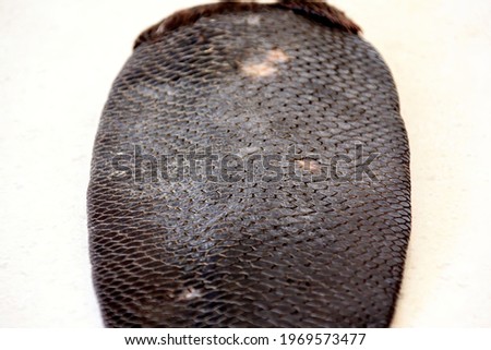 Whole Beaver tail on a white background. Preparation of beaver tail in food
