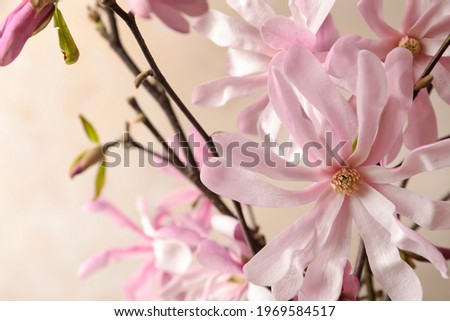 Magnolia tree branches with beautiful flowers on beige background, closeup