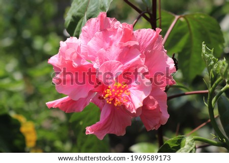 Hibiscus Rosa Chinensis Macro in the garden.