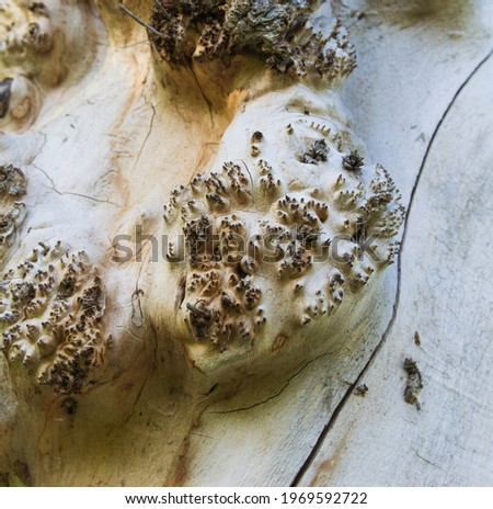 Natural background, texture of the trunk of an old tree 