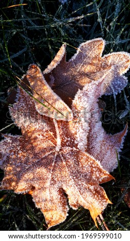 Photo of autumn leaves covered with hoarfrost. Fallen leaves covered with frost lie on the green grass. Autumn landscape with frost on the grass and leaves. Fallen leaves covered with frost in the mor