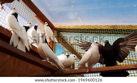 Domestic pigeons in the aviary. Photo of white and black pigeons sitting inside the enclosure. Dovecote with live birds.