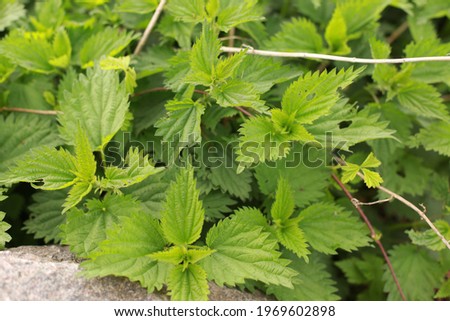 Nettle with fluffy green leaves. Background Plant nettle grows in the ground. Nettle on a natural background