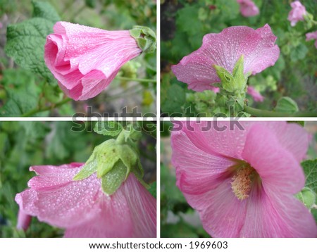 Four pictures of pink mallow flower with drop of water