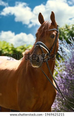 Horse head portraits with part of the body in the picture, high edged in front of a colorful hedge and a blue sky with clouds.
