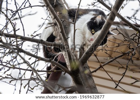 A beautiful adult young black and white cat with big yellow eyes scrambles on a tree in the garden in autumn