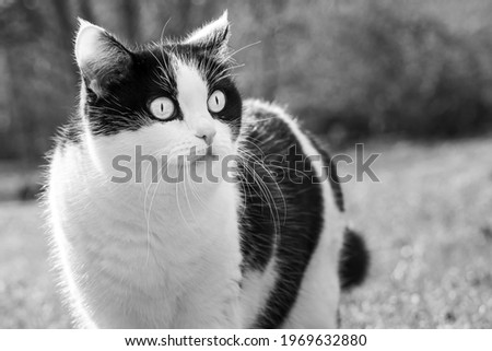The beautiful adult young black and white cat with big eyes is in the garden in summer