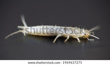 Macro photo Silverfish animal, lepisma saccharina on black background. Common house pest