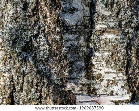 A seamless texture of tree bark - cool for wallpaper or background, macro photo
