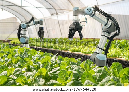 Smart farming agricultural technology Robotic arm harvesting hydroponic lettuce in a greenhouse Royalty-Free Stock Photo #1969644328