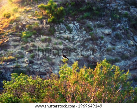 Variable wheatear in the morning sun in the mountains.The variable wheatear is a species of bird in the family Muscicapidae.