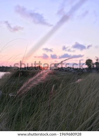 Grass Flower on Grassland at Sunset