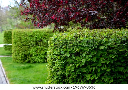 hornbeam green hedge in spring lush leaves let in light trunks and larger branches can be seen natural separation of the garden from the surroundings can withstand drought  Royalty-Free Stock Photo #1969690636
