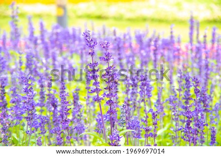 Beautiful lavender in the spring of May Royalty-Free Stock Photo #1969697014