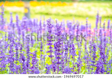 Beautiful lavender in the spring of May Royalty-Free Stock Photo #1969697017