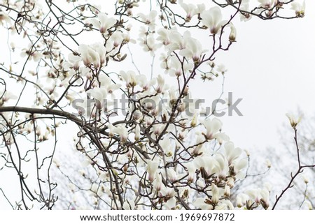 white magnolia on  sky background. magnolia blooms in early spring. flowering magnolia tree.
