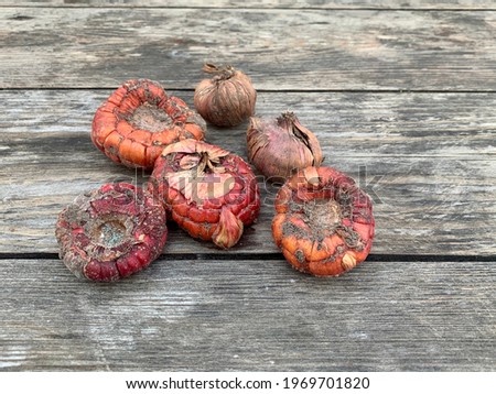 Flower tubers on a wooden background. Close-up.