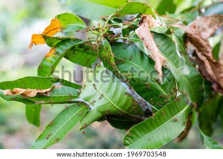 Close up inside ant's nest, giant red ants protect ant eggs and ant pupae on nest made from green leaf with blurred background Royalty-Free Stock Photo #1969703548