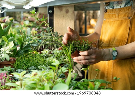 Plant care, growing houseplants for sale. Female florist caring for plant nursery with succulents. Gardening business, flower shop of retail store concept. Gardener working, unrecognizable closeup Royalty-Free Stock Photo #1969708048