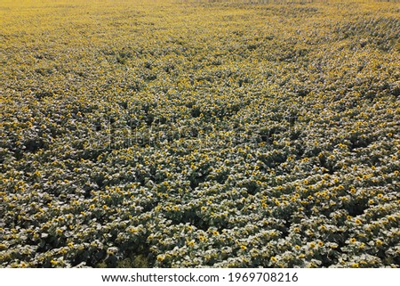 Sunflower field on a sunny day, aerial view. Farm field planted with sunflowers, agricultural landscape.