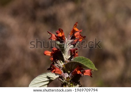 Beautiful picture of green plant and red colour flower on it. Selective focus, Selective Focus On Subject, Background Blur